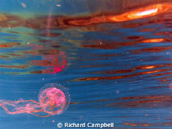 guided by the light--Sea life DC 1000.. by Richard Campbell 